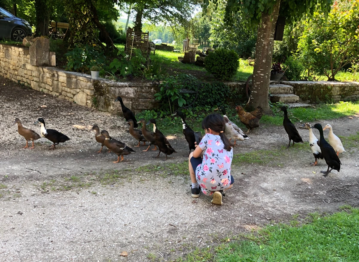 Die Enten an den Wasserstellen von La Petite Forge