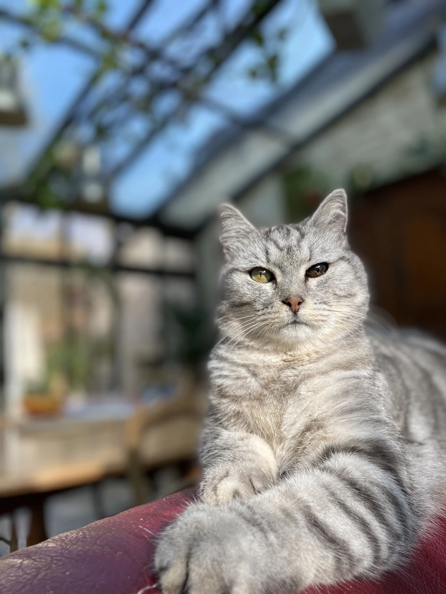 Eine Katze, fotografiert in La Petite Forge