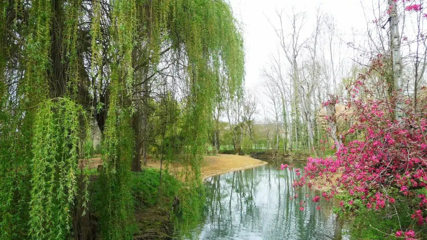 Die Pflanzen am Wasser von La Petite Forge